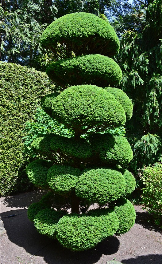 a%20well%20groomed%20tree.jpg