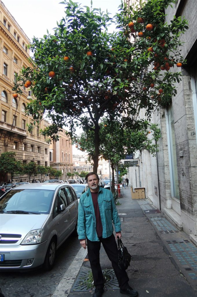 Fresh oranges to pick while walking the streets of Rome